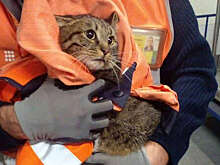 Во Внуково неделю искали кота, совершившего побег прямо перед вылетом своих хозяев