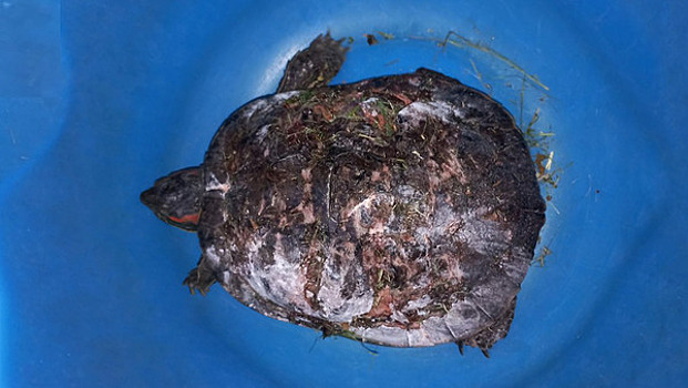 «Красноушек мало кто любит, но мы спасаем всех»: на окраине Калининграда нашли черепаху с разбитым панцирем