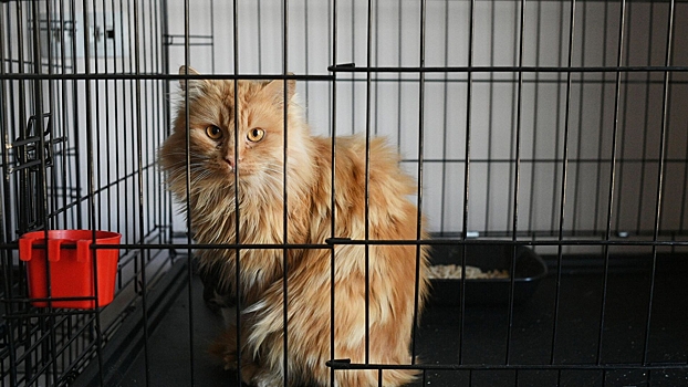 В Москве вслед за собаками начали стерилизовать бездомных кошек