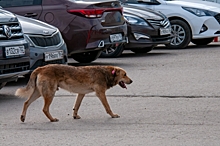 Андрей Луценко об ответственности вологжан за домашних животных: «Виды наказания не установлены»