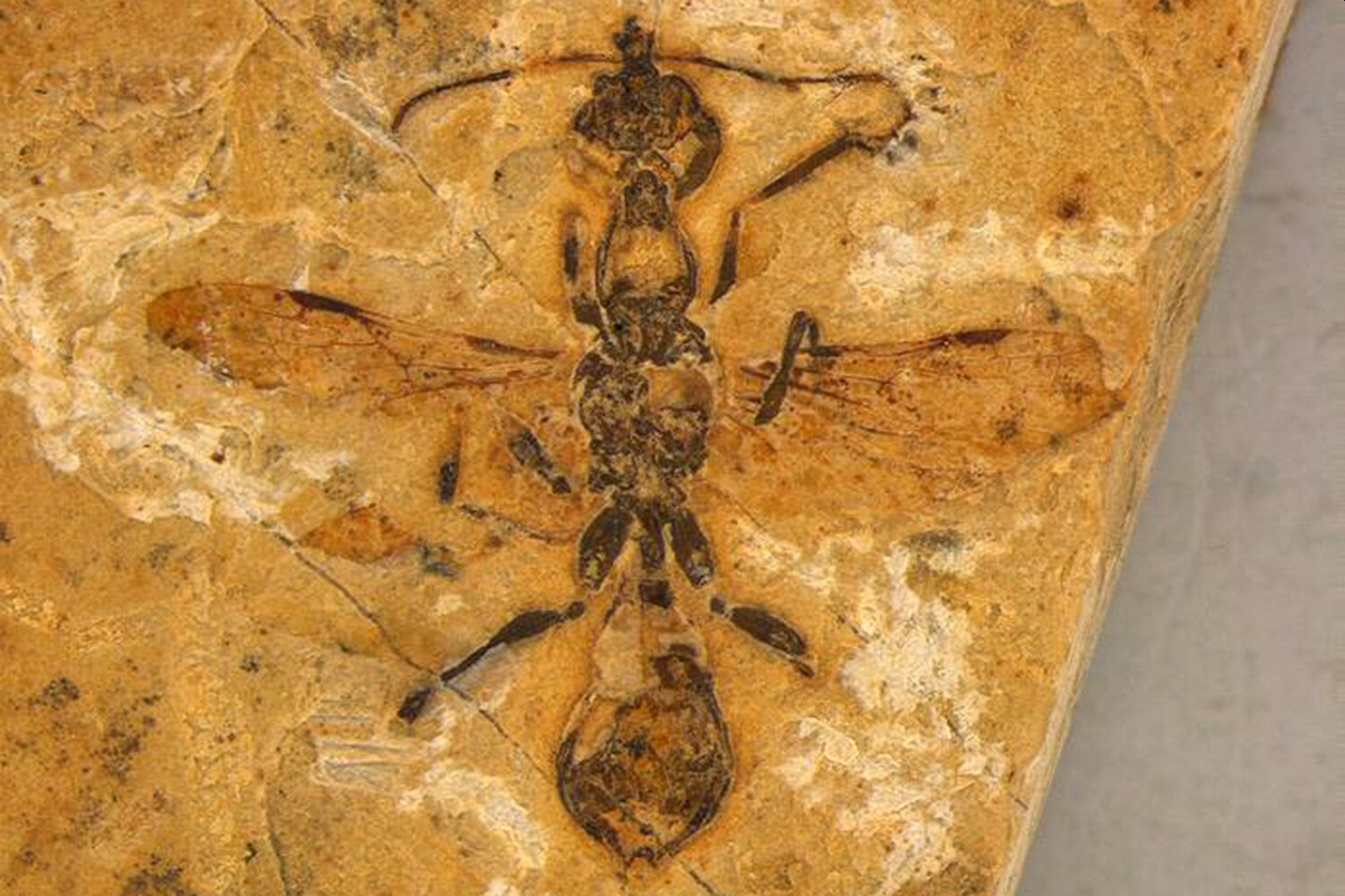 В Бразилии найден древний адский муравей