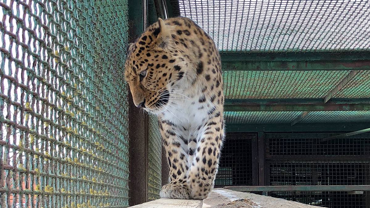Житель Москвы в «зверских» условиях держал дома львов, медведей и леопарда