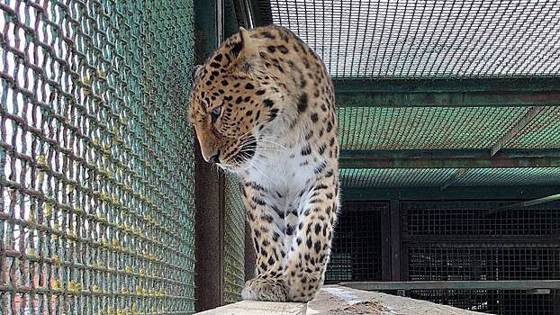 «Тоже котик»: в Московском зоопарке показали кадры с умыванием леопарда Мизера