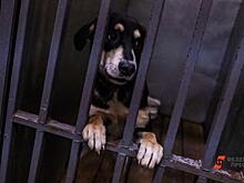 Приют или смерть: как решить проблему с нападениями диких собак на Юге России