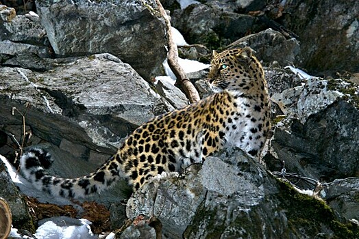 Минприроды РФ утвердило программу расселения леопардов в Приморье