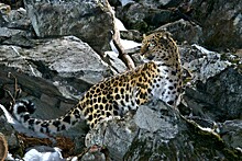 Минприроды РФ утвердило программу расселения леопардов в Приморье