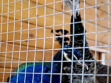 В экопарке Волгоградской области появилась пара павлинов