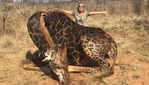 Американка застрелила жирафа и устроила фотосессию с трупом животного ради лайков