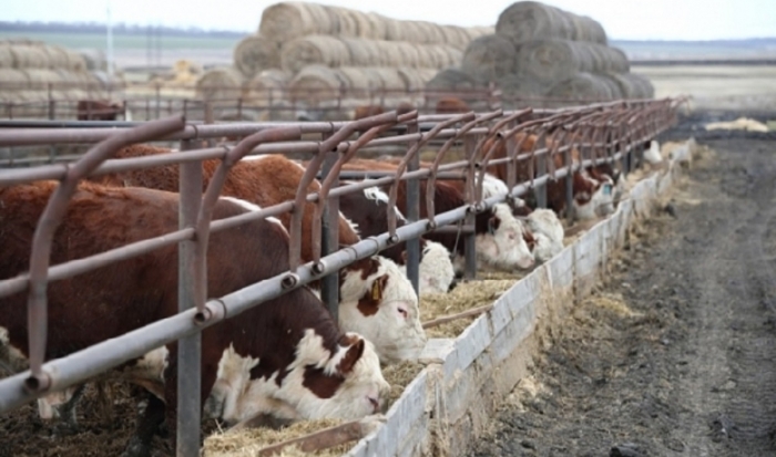 В Волгоградской области обнаружили пораженных лейкозом коров