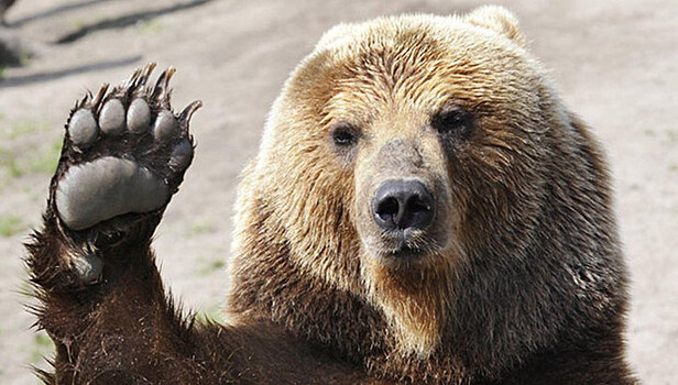 Медведя, бродившего по окраине Снежинска, загонят в ловушку