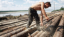 В России могут ввести госмонополию на экспорт леса