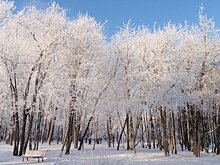 Большинство новосибирцев поддержали строительство сквера вместо парковки у цирка