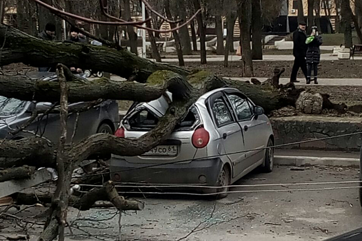 В центре Ростова упавшее дерево придавило два автомобиля