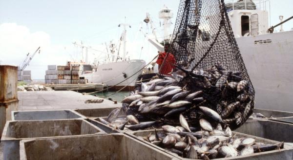 Для доставки качественной рыбы на прилавки регионов необходим современный транспортный флот