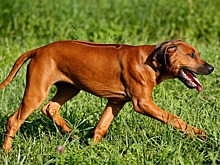 Ветеринар рассказала, как распознать у домашнего питомца бешенство