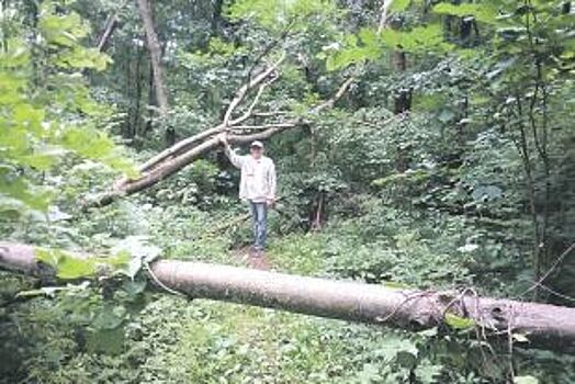 В дебрях кабинетов. Под окнами чиновников гибнет зеленый массив