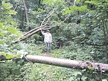 В дебрях кабинетов. Под окнами чиновников гибнет зеленый массив