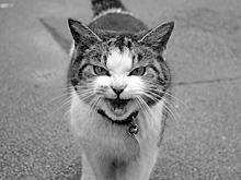 Музыка для кота. Кошачьи напевы успокаивают животных лучше человеческих мелодий