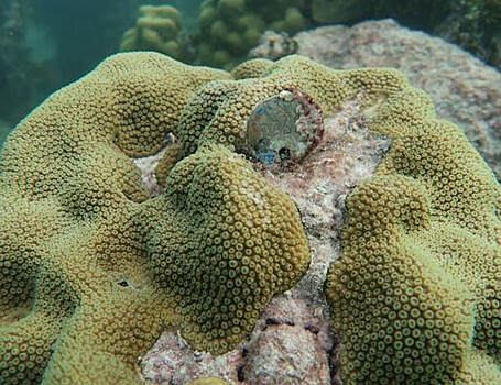 Некоторые кораллы могут пережить изменение климата