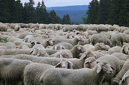 В Волгоградской области отбирают лучших овец для участия в сельхозвыставке