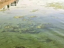 В Саратове на новом пляже запретили купаться из-за цветения воды