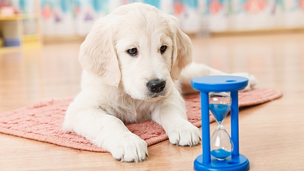 Человечество неправильно понимало возраст собак: новая формула от учёных