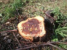 Жителям Челябинской области предложили спасти деревья