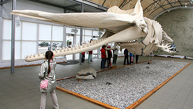 Музей Мирового океана в Калининграде пополнился коллекцией драгоценностей