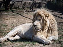 Зубков рассказал, когда откроется парк львов "Тайган"