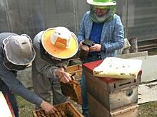Пьют ядовитый нектар и умирают. Почему пчеловодство оказалось под угрозой?
