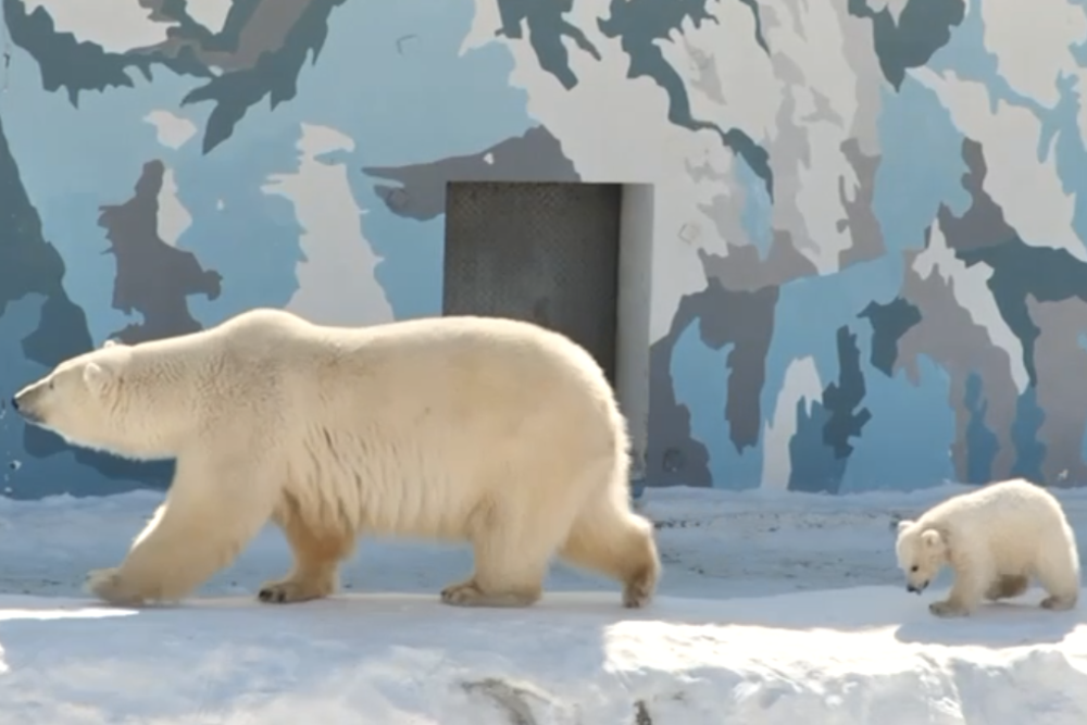 Белым медвежатам из якутского зоопарка «Орто Дойду» выбрали имена