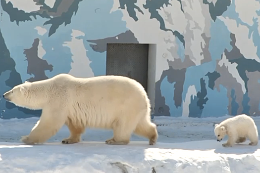 Белым медвежатам из якутского зоопарка "Орто Дойду" выбрали имена