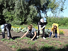Школьники восстанавливают лес в Искитимском районе