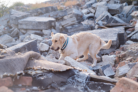 В Мексике с почетом проводили на пенсию собаку-спасателя