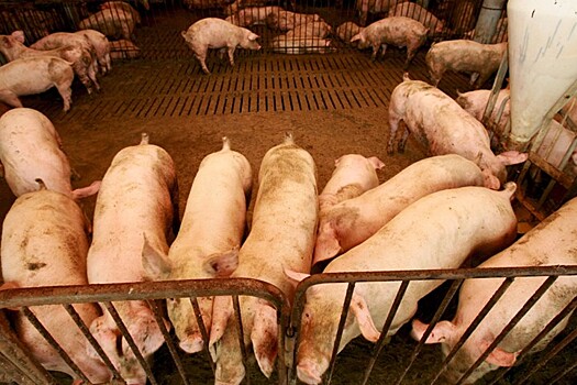 В Южной Корее сократилось поголовье свиней из-за распространения АЧС