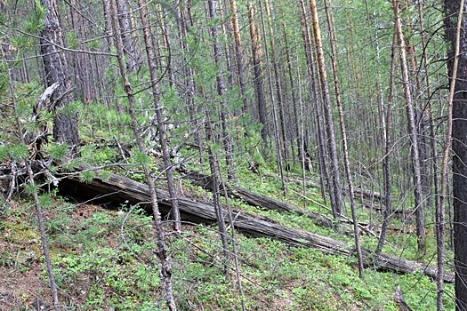 Новосибирские ученые начали поиск частиц упавшего небесного тела