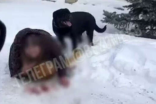 В Екатеринбурге хозяин собаки, напавшей на мать с ребенком, выплатит 400 тысяч