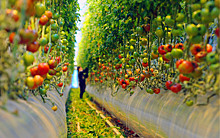 Почему работники теплиц не едят свои помидоры