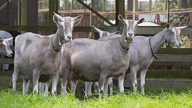 Тоггенбургских коз закупил агрохолдинг «АгриВолга» для производства органического молока и сыра