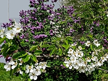 Волгоградцы солидарны с Пушкиным: «Весна, весна, пора любви…»