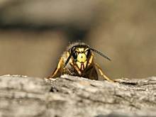 Следить за пчелами онлайн предложили первокурсники в Новосибирске