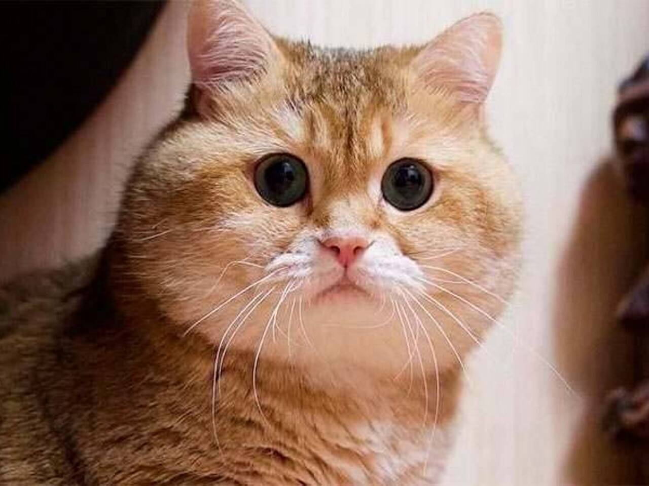 Хосико кот