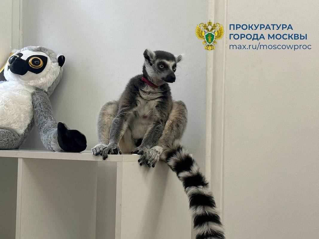 Прокуратура Москвы показала на видео изъятие из антикафе кошачьего лемура
