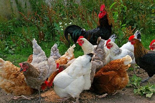 Омская птицефабрика, где выявлен птичий грипп, восстановит производство не ранее 2022 года