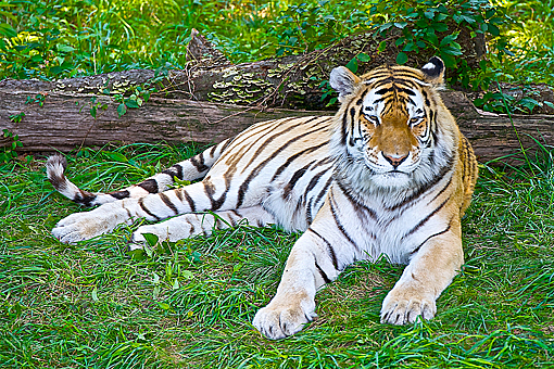 Заглавное изображение Бронксовский зоопарк