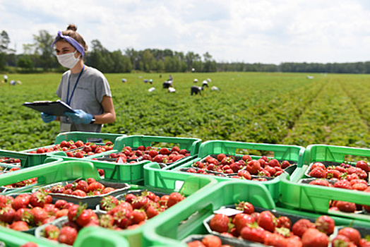 Подмосковье станет одним из лидеров в РФ по выращиванию фруктов и ягод в 2021 году
