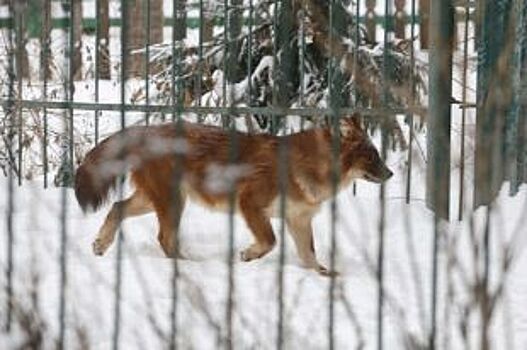 Красные волки переехали из нижегородского зоопарка в Кострому