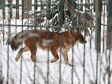 Красные волки переехали из нижегородского зоопарка в Кострому
