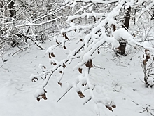 Приморье ждет мокрый снег и дожди: дата