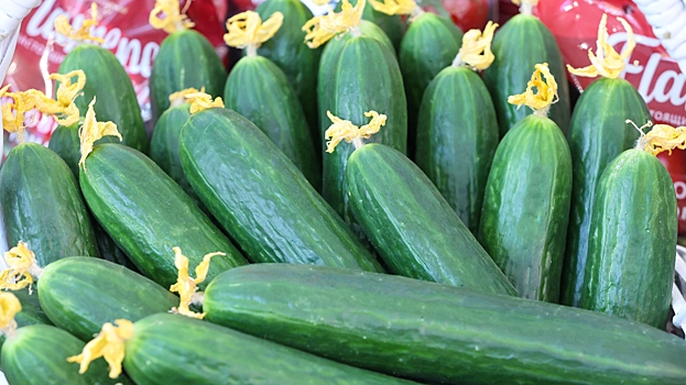 С какими садовыми культурами лучше не сажать огурцы